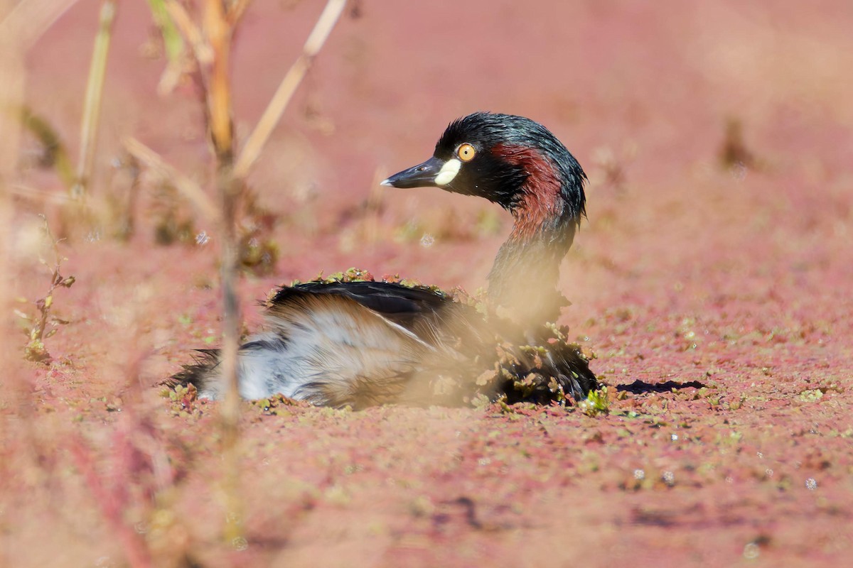 Australasian Grebe - ML647674409