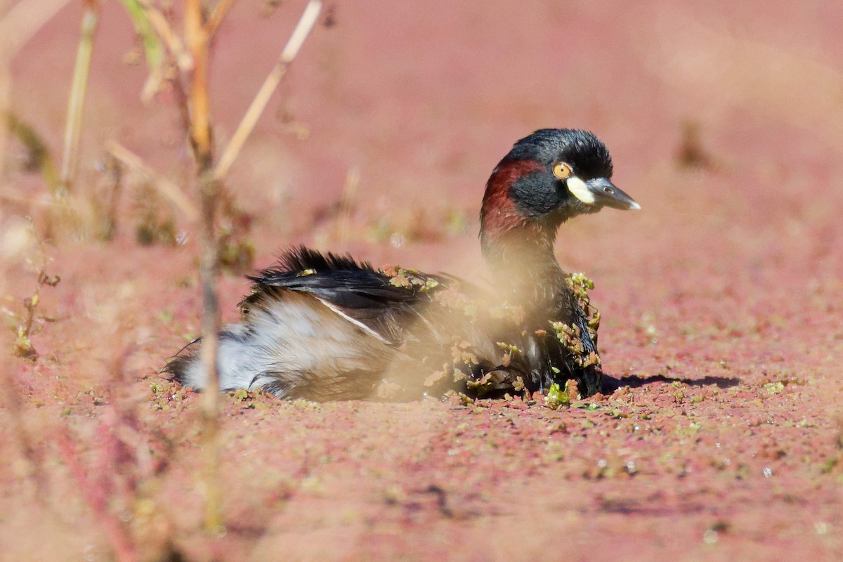 Australasian Grebe - ML647674410