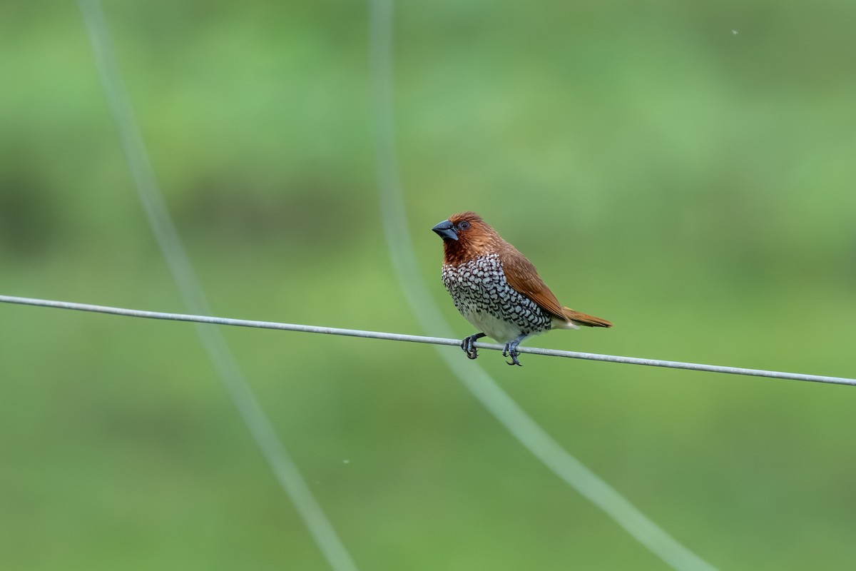 Мунія іржаста - ML647674411