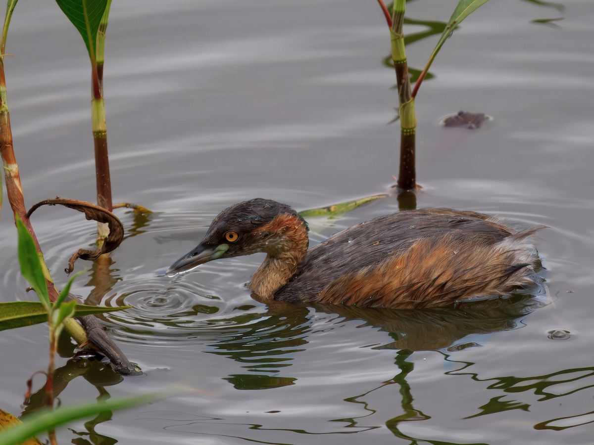 Australasian Grebe - ML647674412