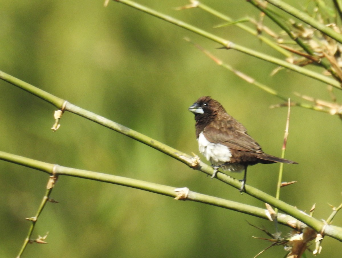 Мунія гострохвоста - ML647674413