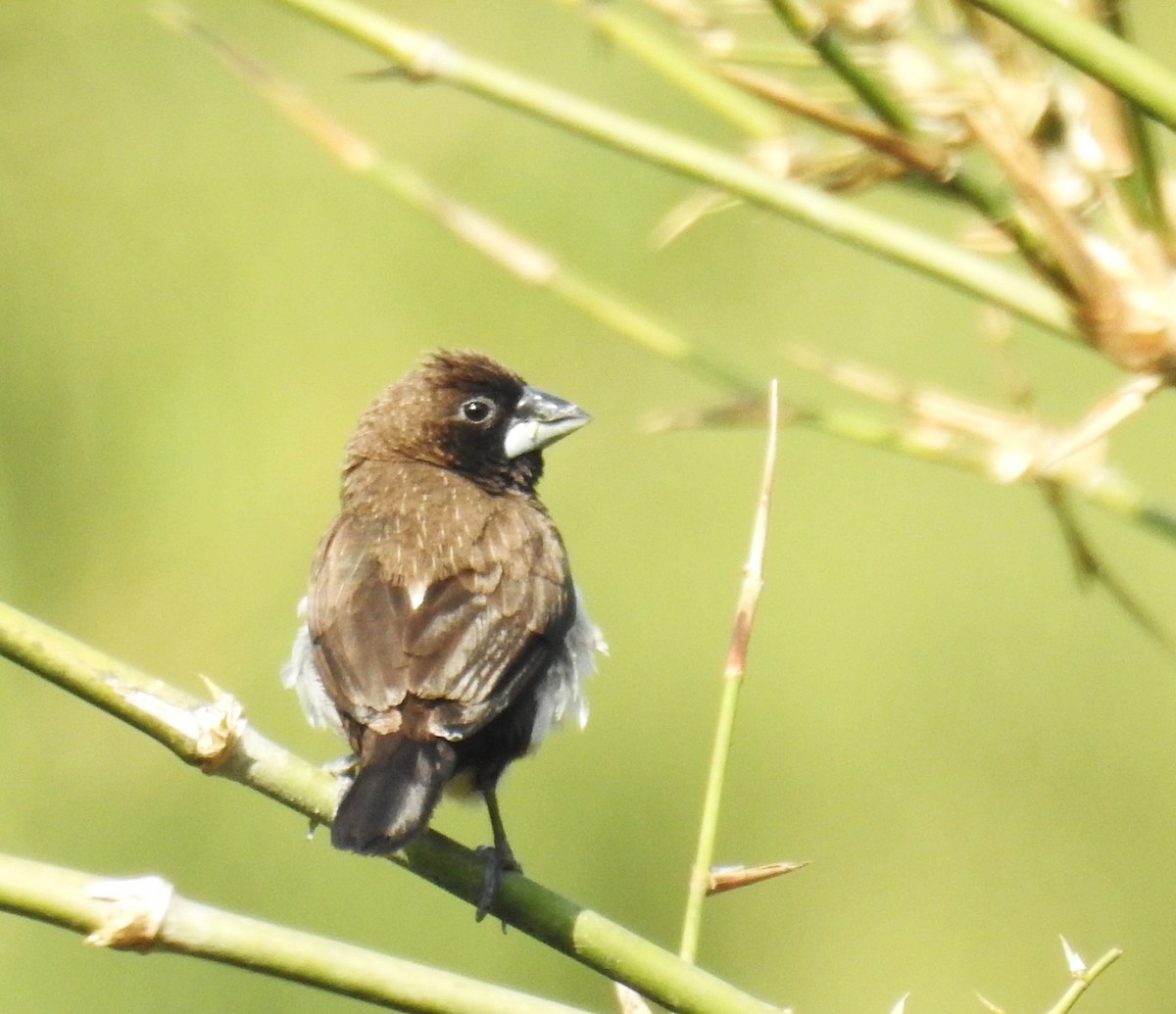 Мунія гострохвоста - ML647674414