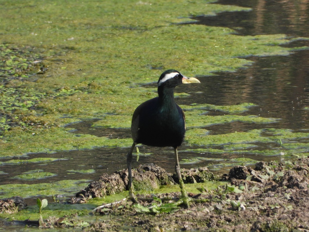 Bronze-winged Jacana - ML647674415