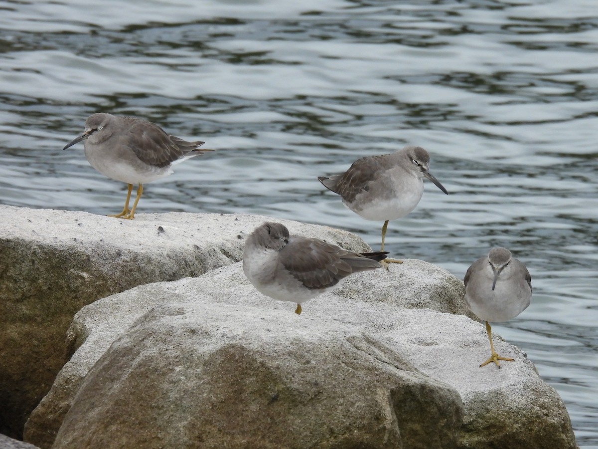 Gray-tailed Tattler - ML647674431