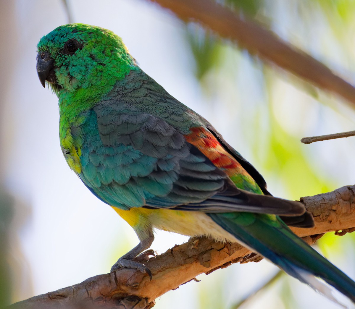 Red-rumped Parrot - ML647674443