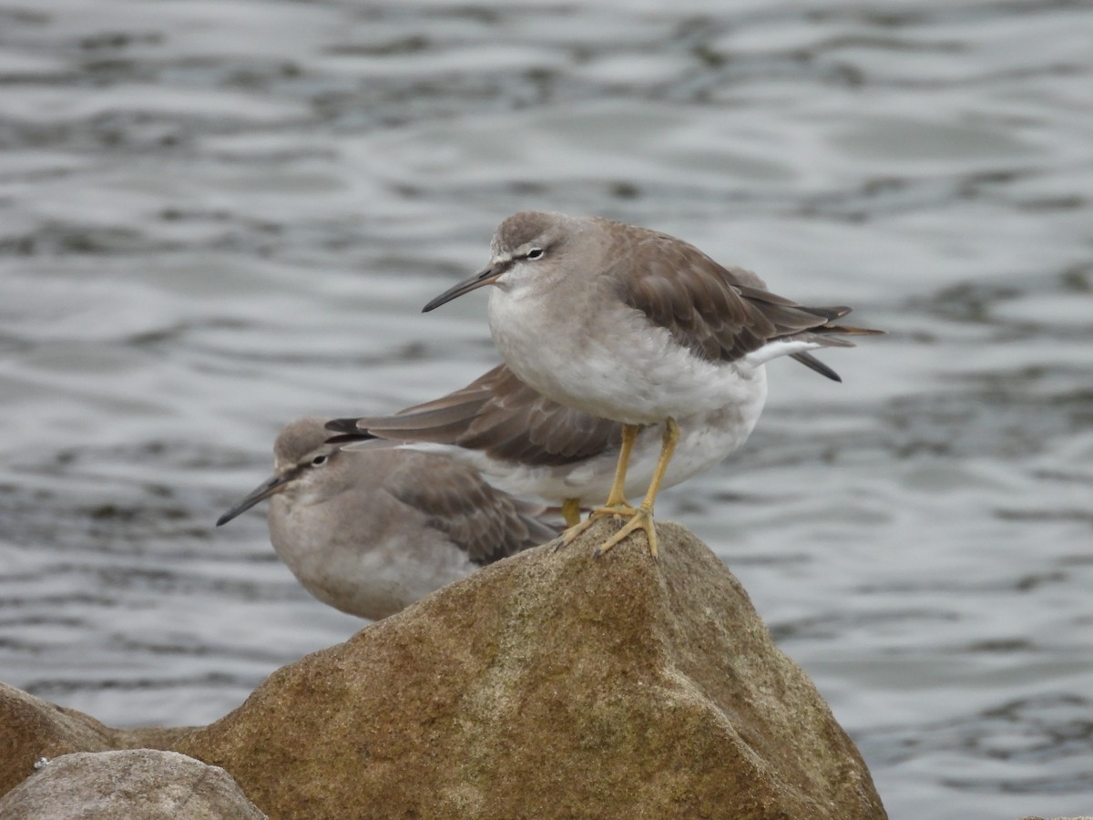 Gray-tailed Tattler - ML647674449