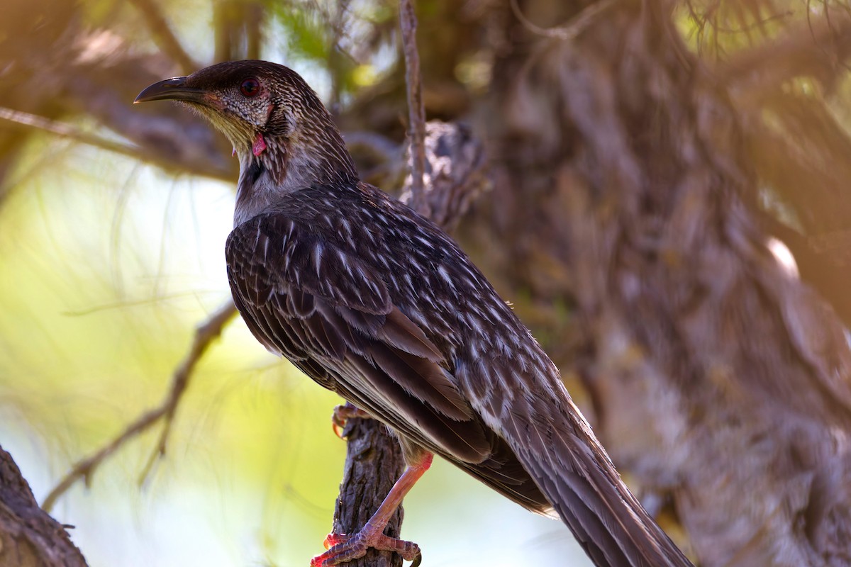 Red Wattlebird - ML647674452