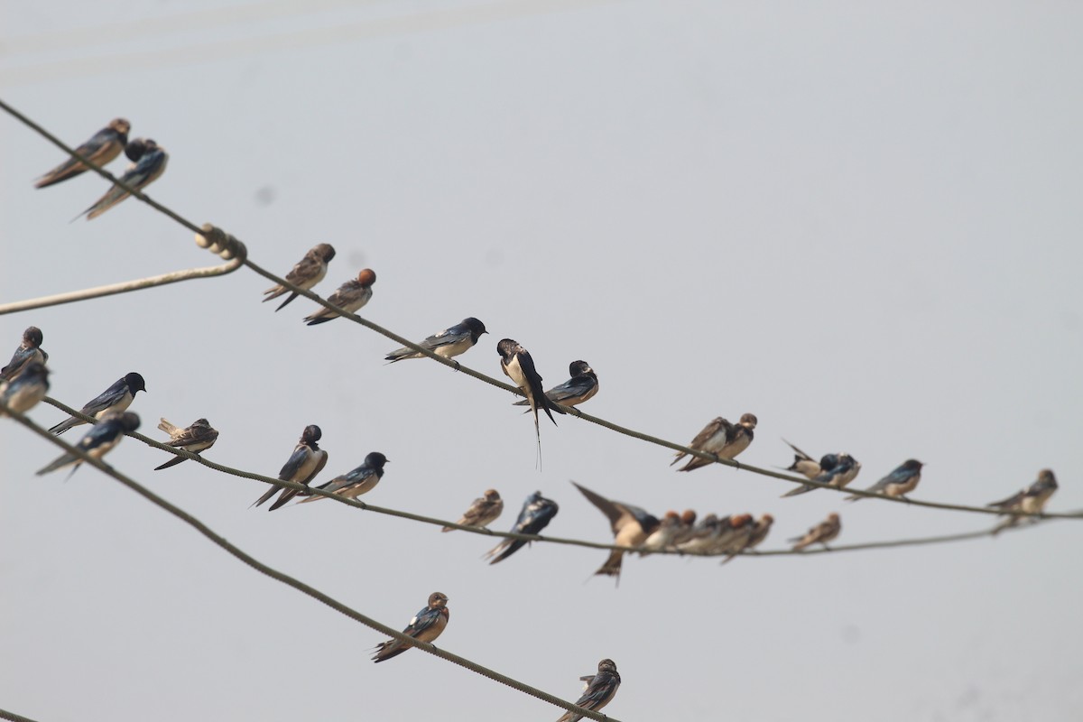 Barn Swallow - ML647674456
