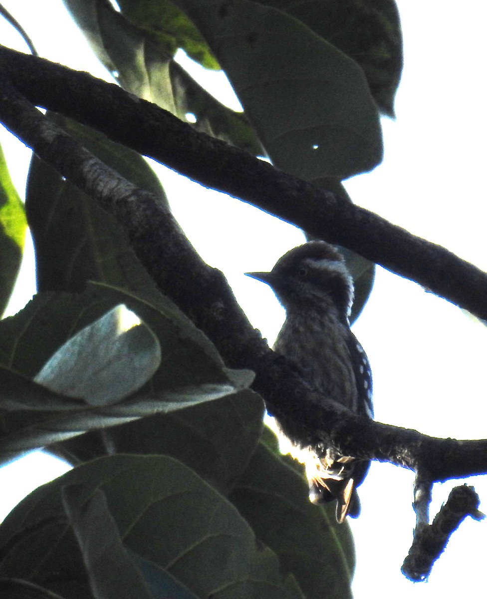 Brown-capped Pygmy Woodpecker - ML647674469