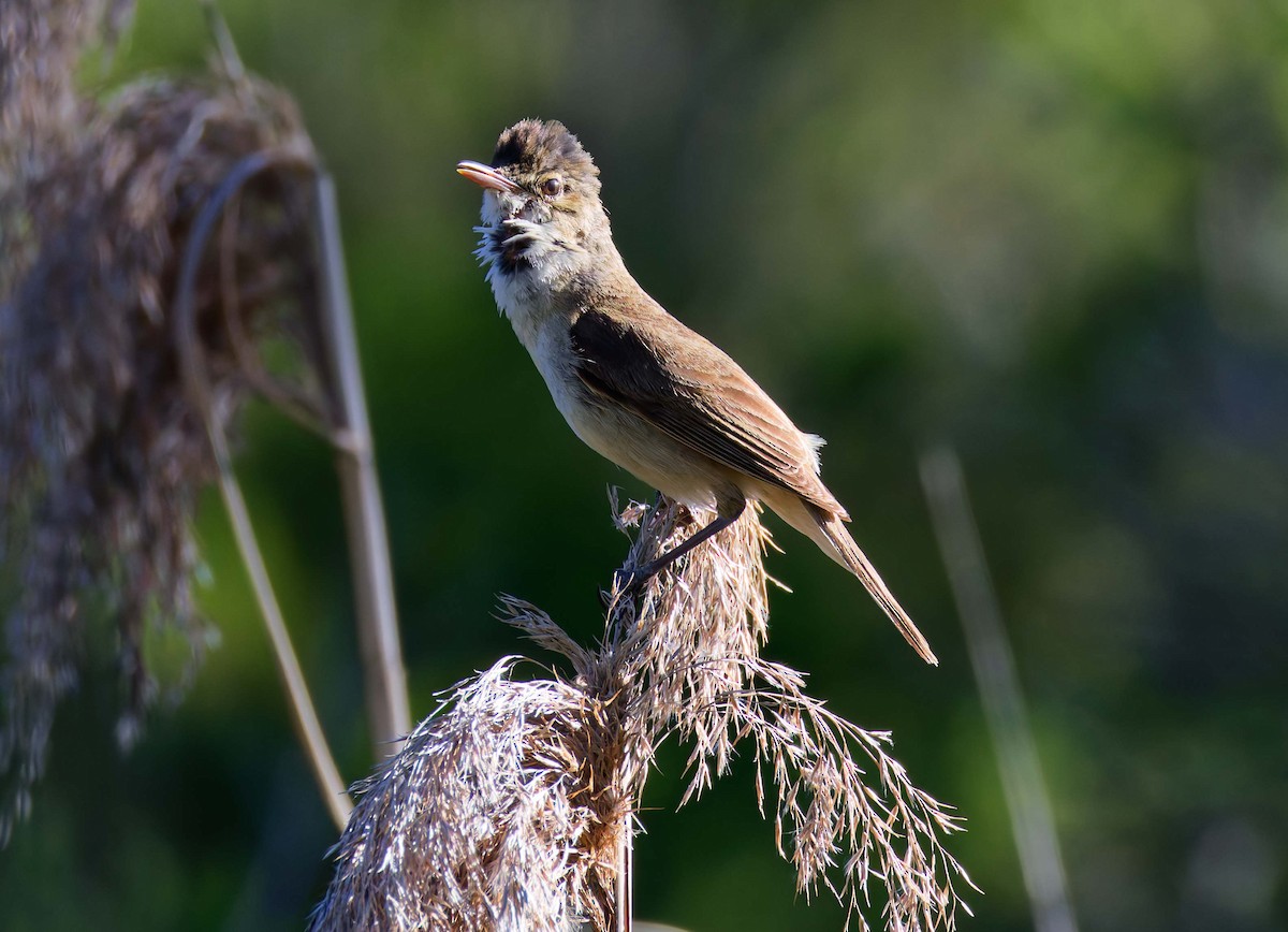 Australian Reed Warbler - ML647674470