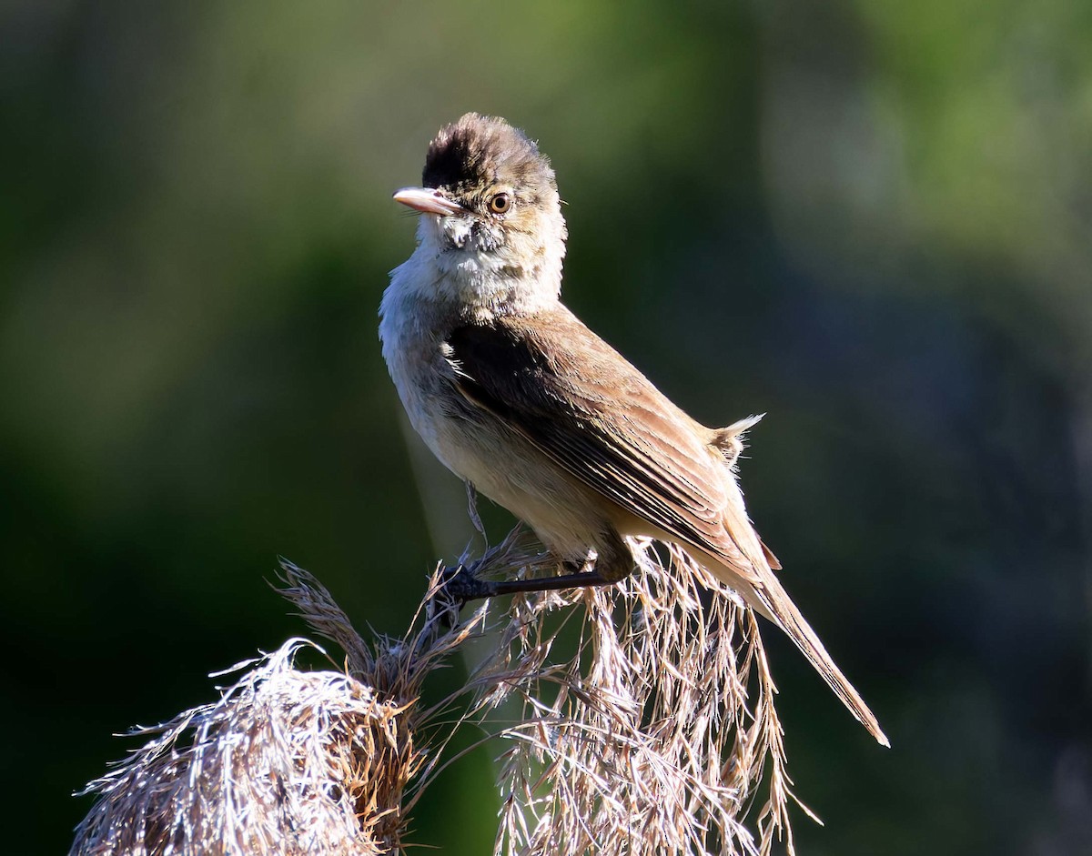 Australian Reed Warbler - ML647674471