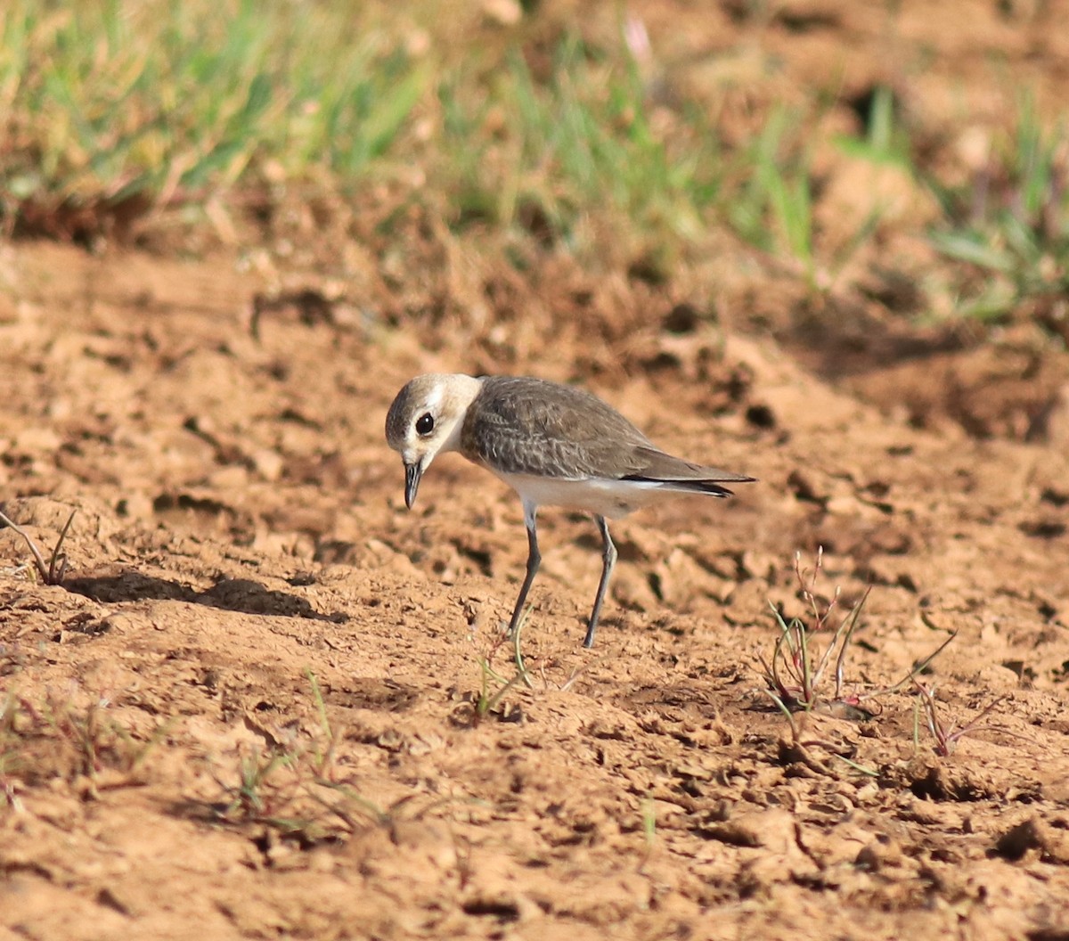 Tibet Cılıbıtı - ML647674472