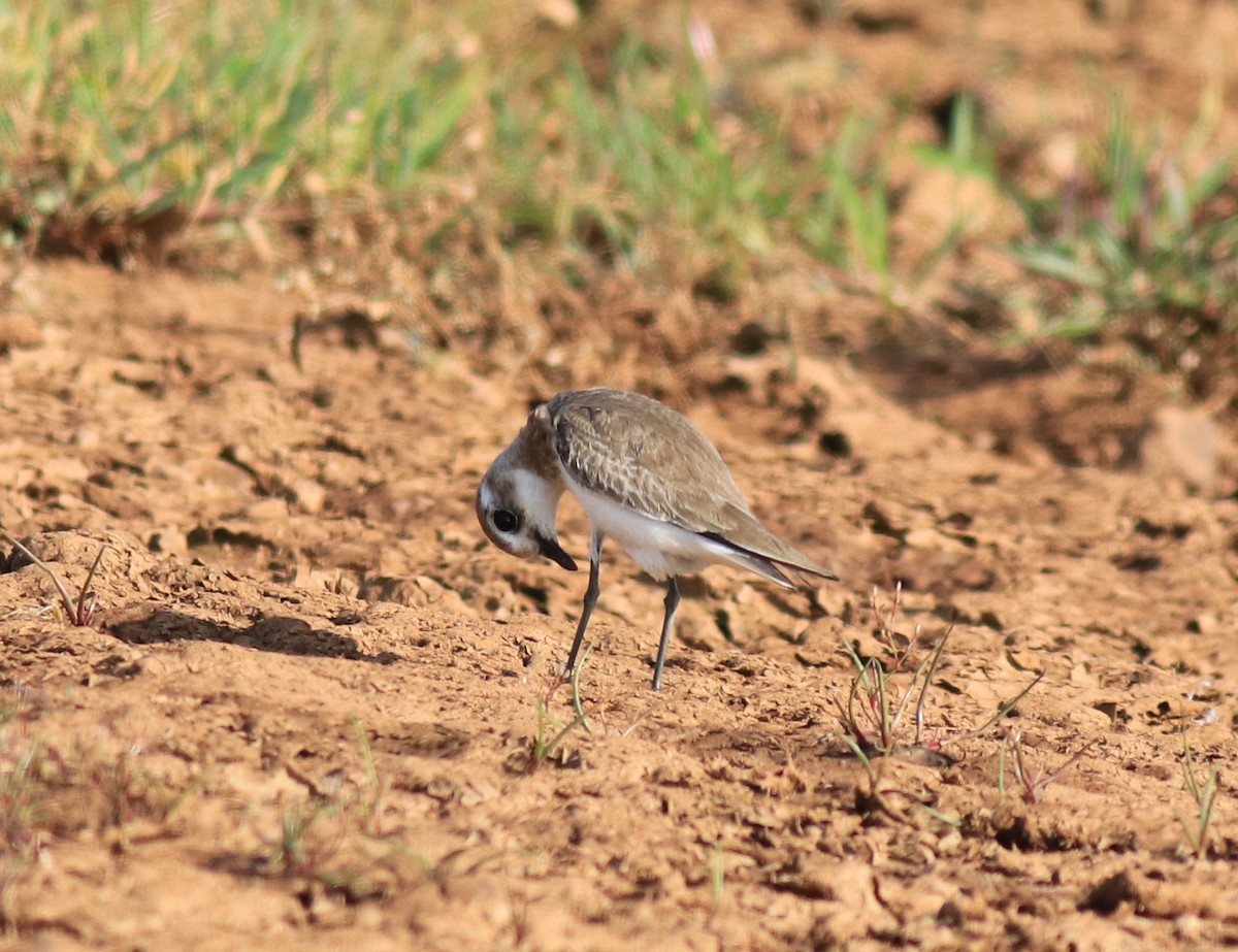 Tibet Cılıbıtı - ML647674473