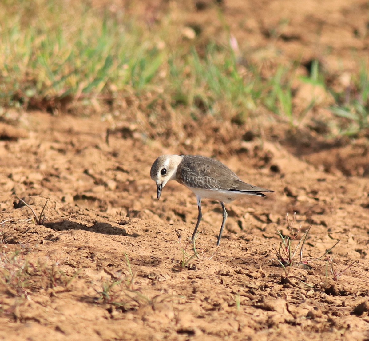 Tibetan Sand-Plover - ML647674474