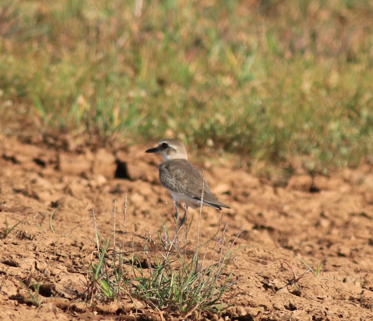 Tibetan Sand-Plover - ML647674476