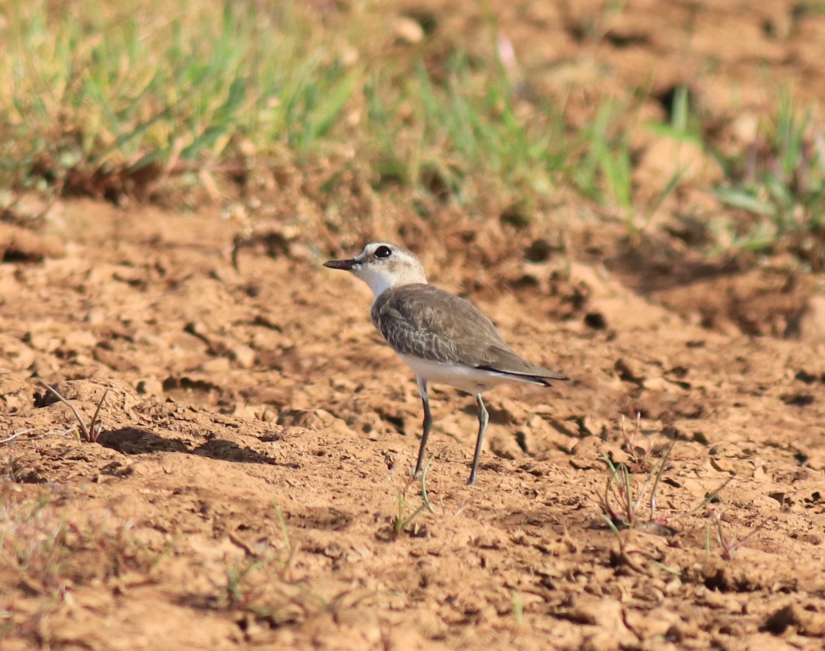 Tibetan Sand-Plover - ML647674478