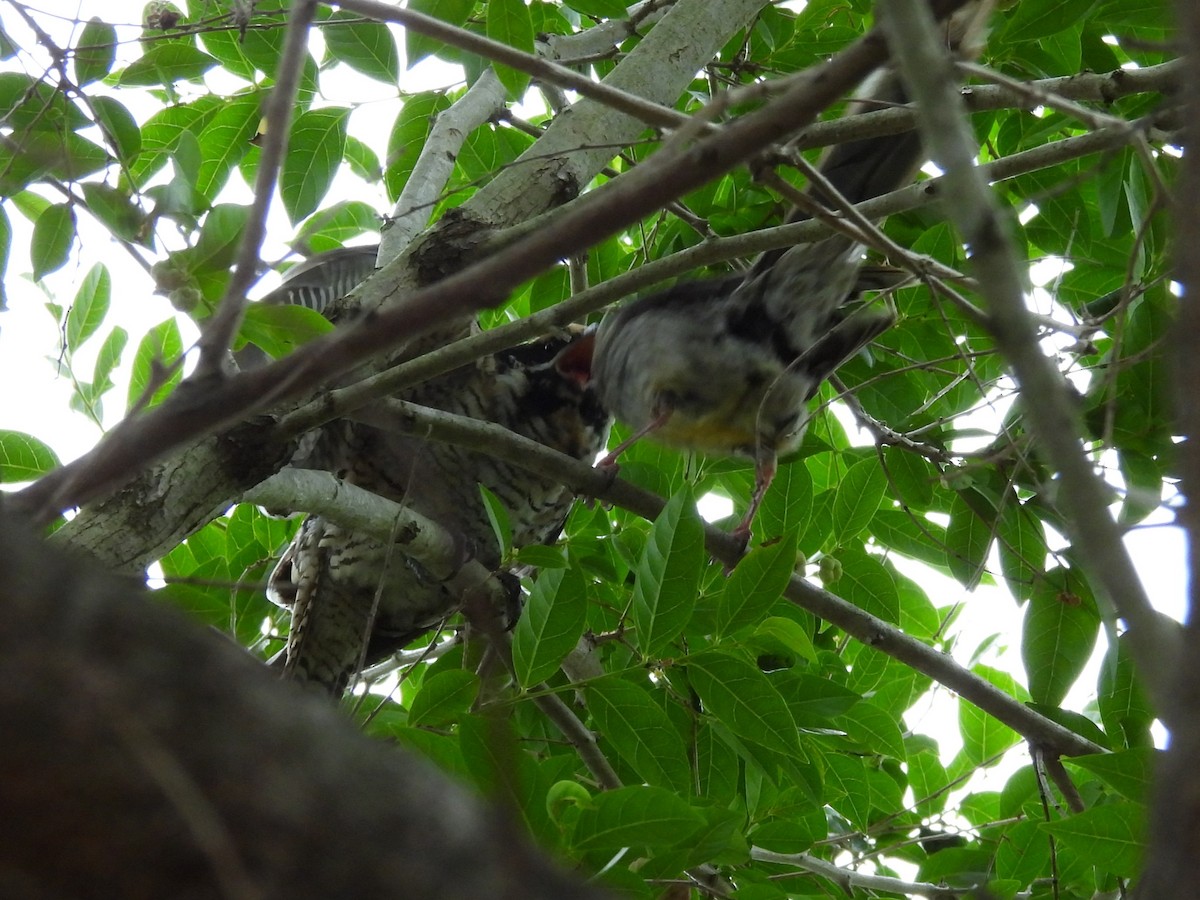 Pacific Koel (Australian) - ML647674483