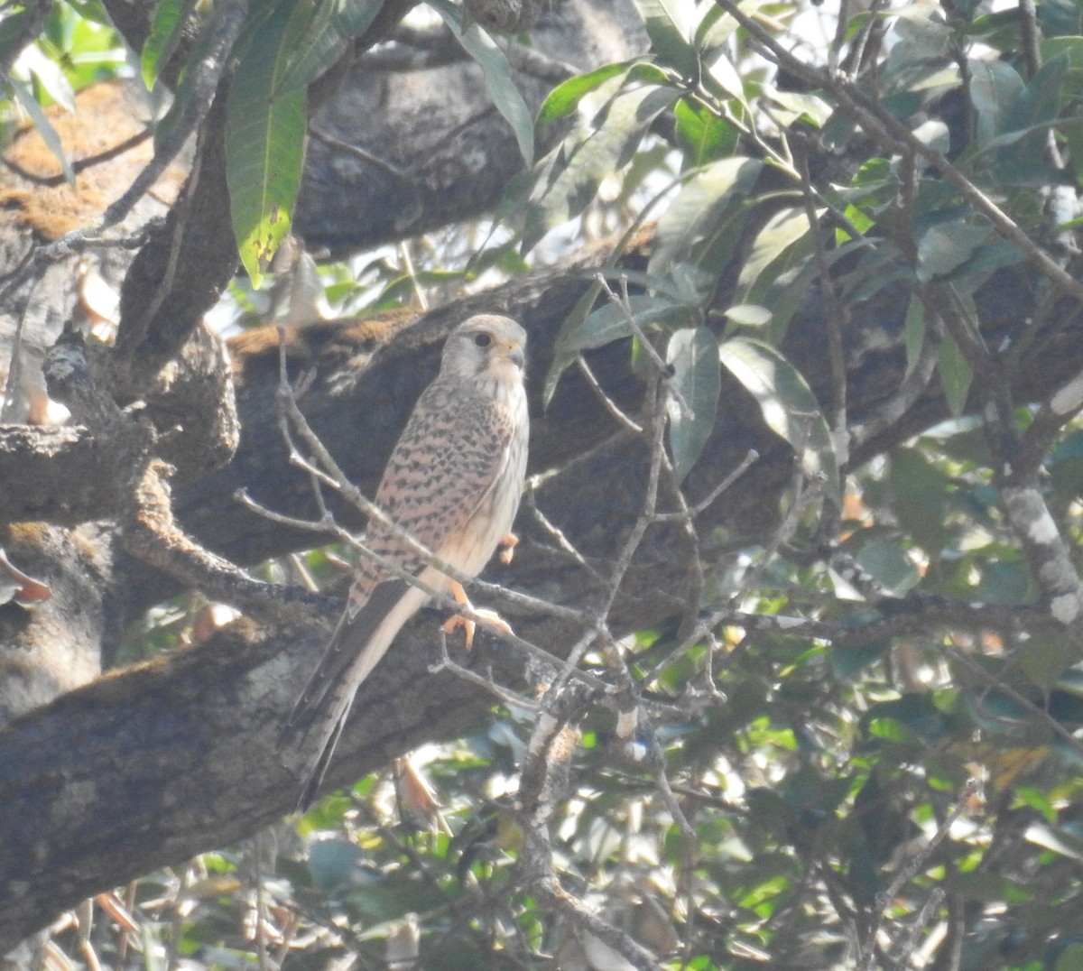 Eurasian Kestrel - ML647674484