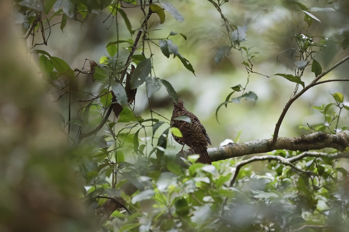 Bassian/Russet-tailed Thrush - ML647674486