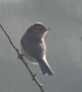 bird sp. - ML647674487