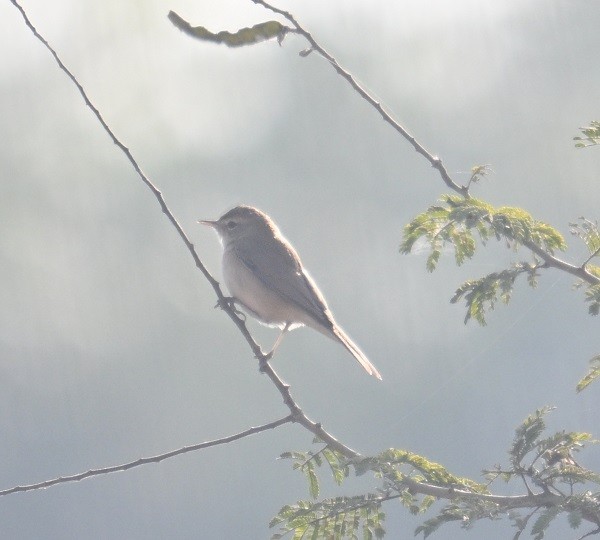 bird sp. - ML647674488