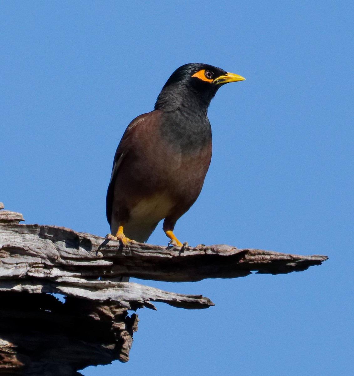 Common Myna - ML647674489