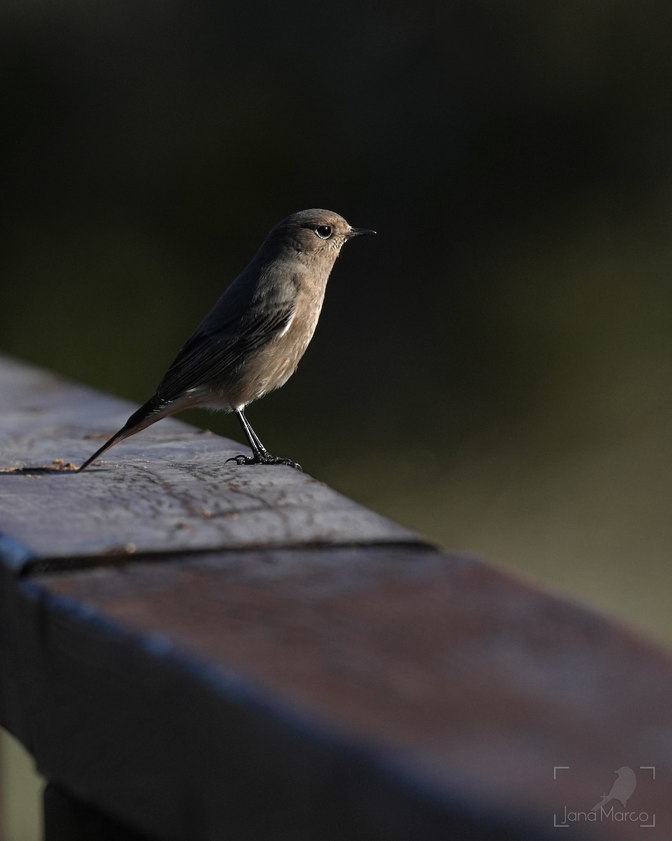 Black Redstart - ML647674490