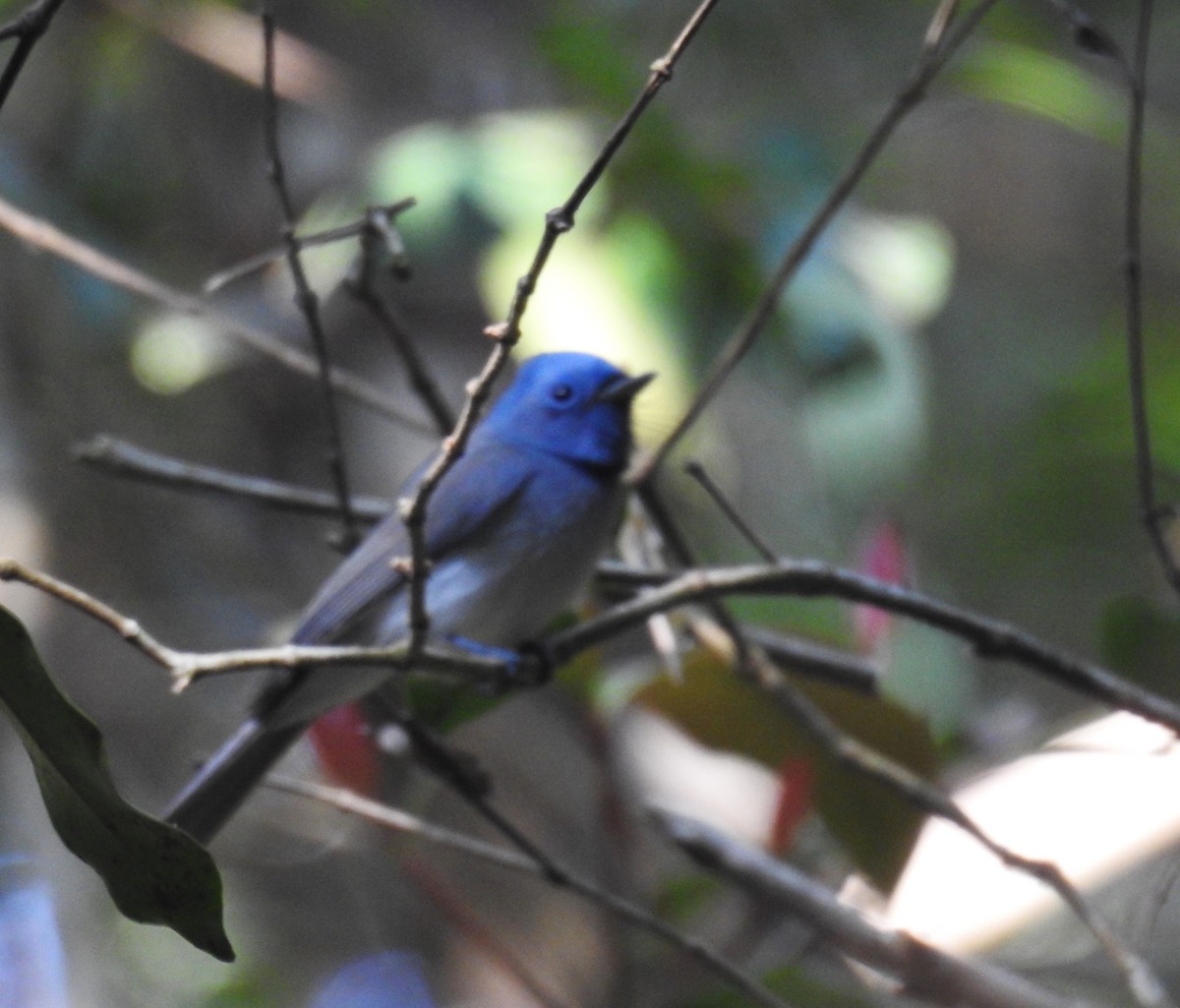 Black-naped Monarch - ML647674491