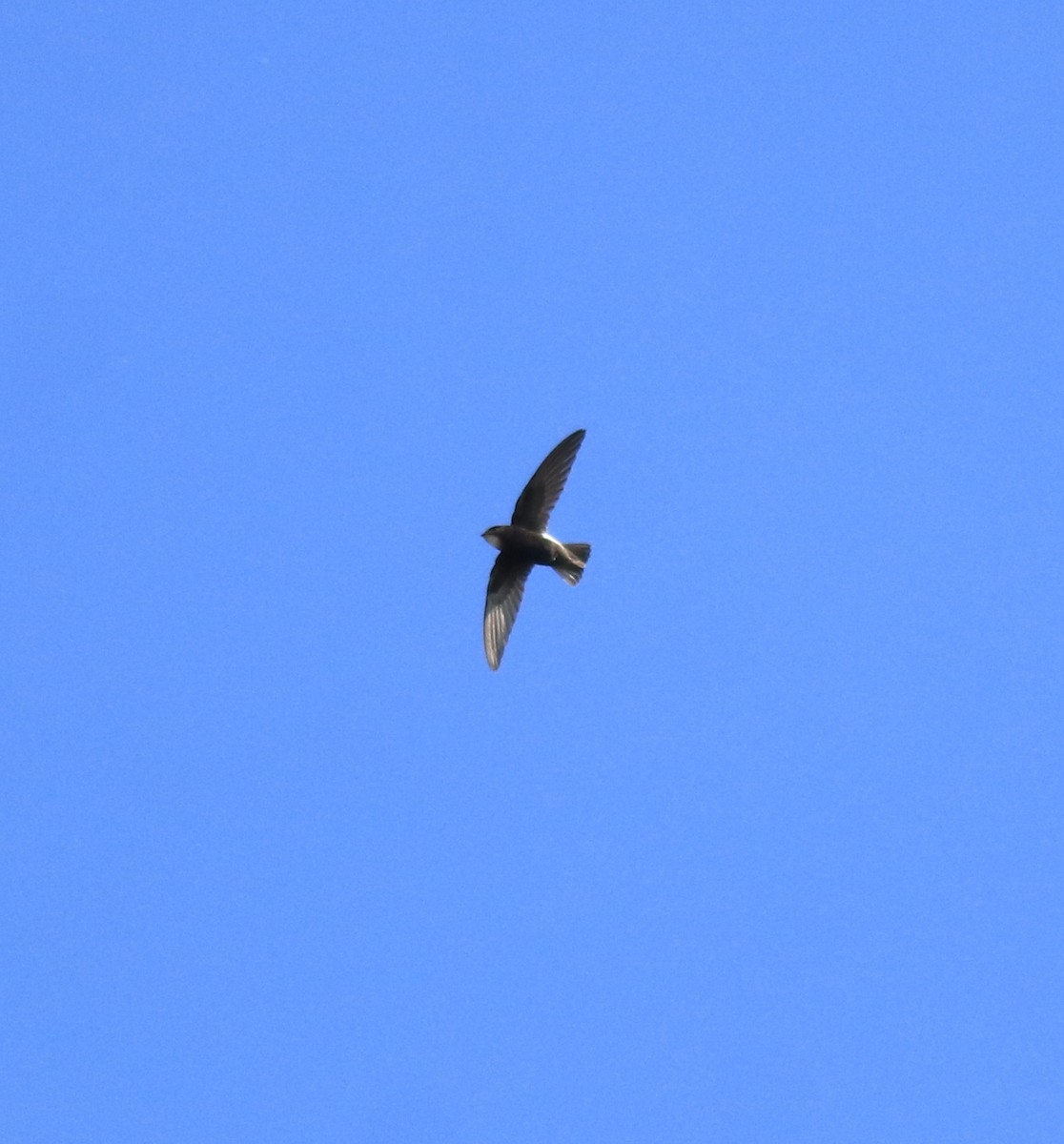 Little Swift - ML647674492