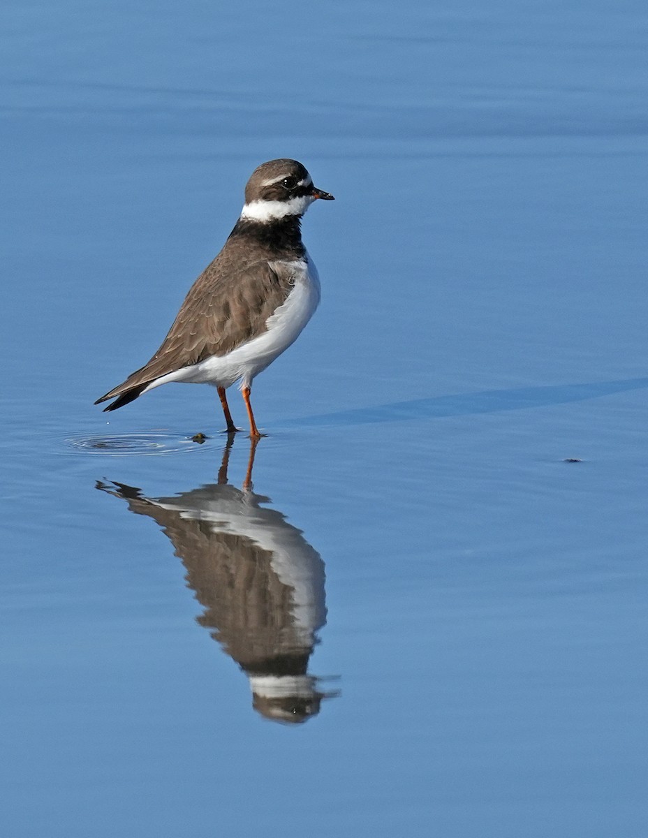 Common Ringed Plover - ML647674495
