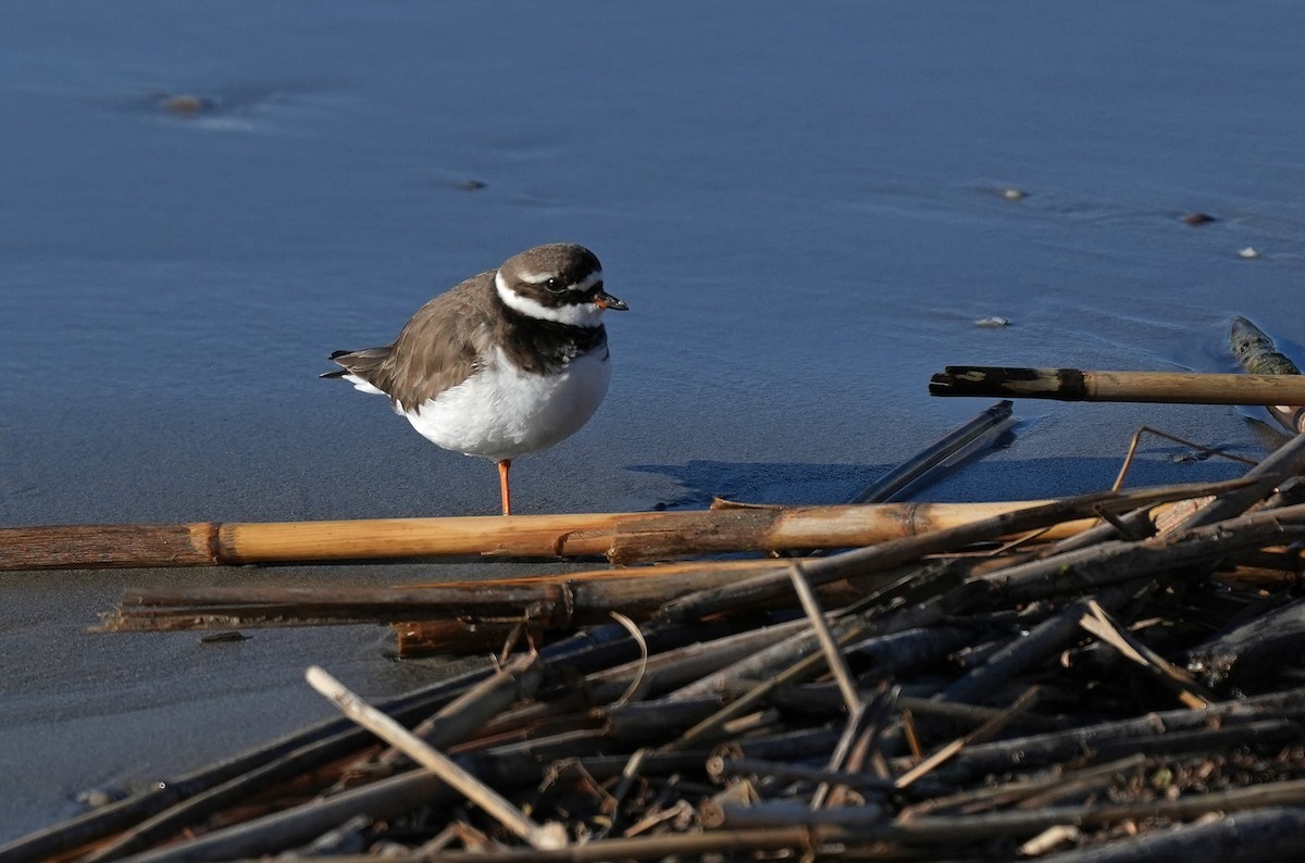Common Ringed Plover - ML647674496