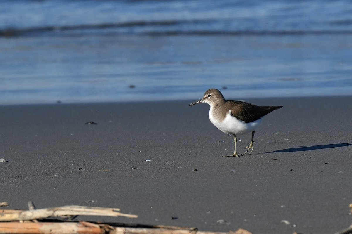 Common Sandpiper - ML647674497