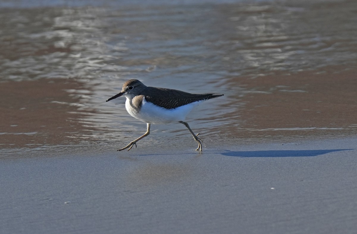 Common Sandpiper - ML647674498