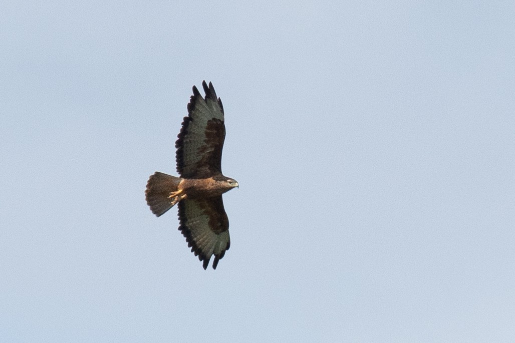 Common Buzzard - ML647674499