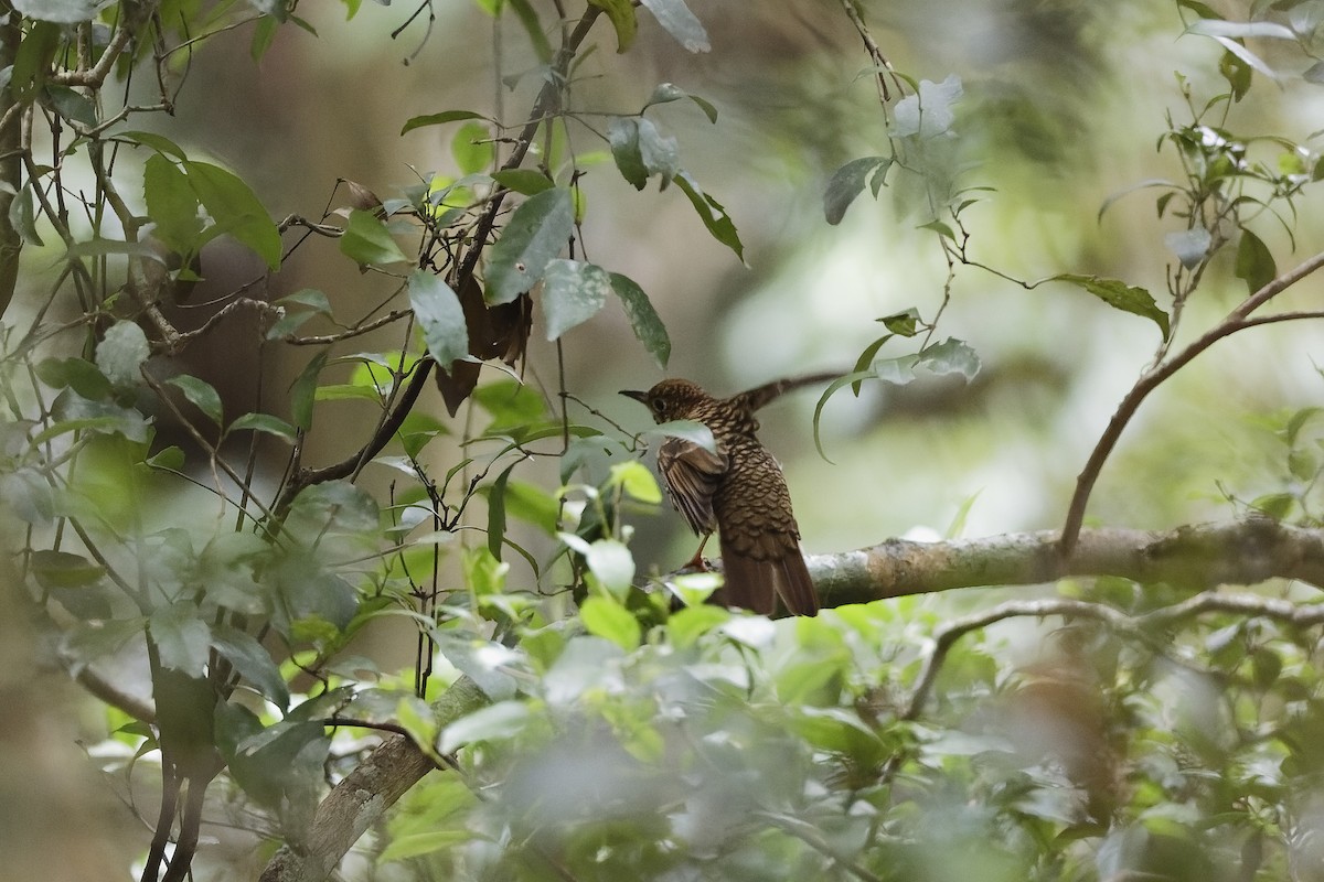 Bassian/Russet-tailed Thrush - ML647674500