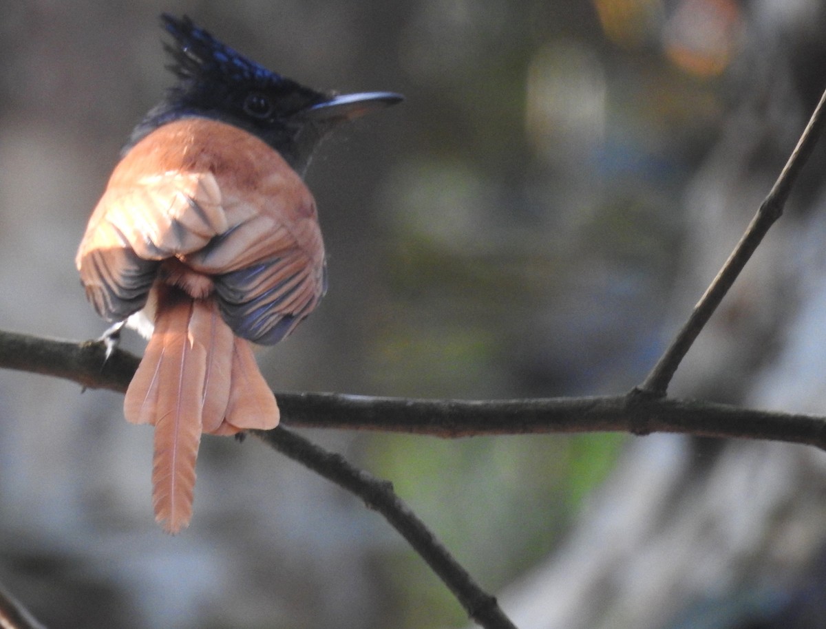 Indian Paradise-Flycatcher - ML647674502
