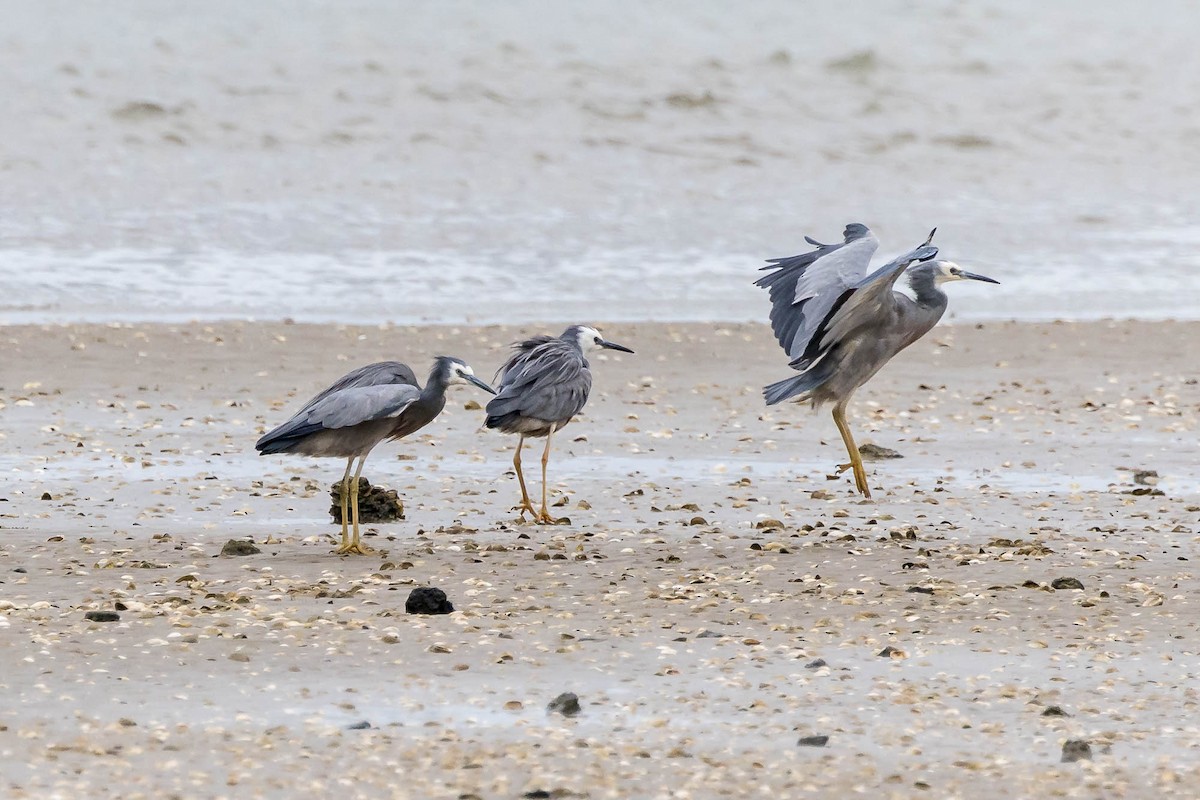 White-faced Heron - ML647674503