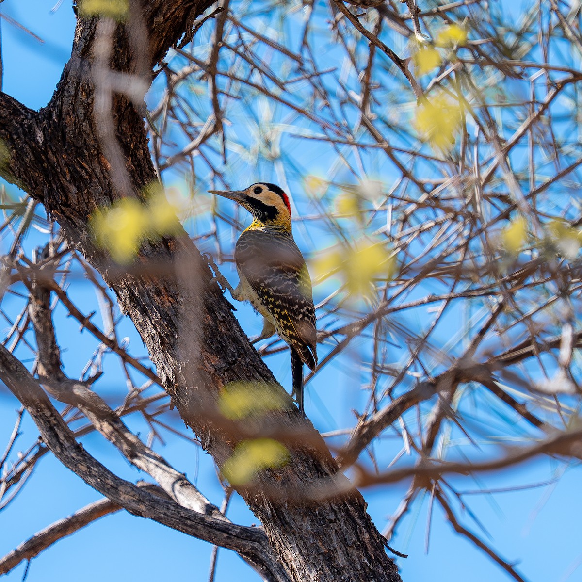 Черноусый дятел - ML647674505