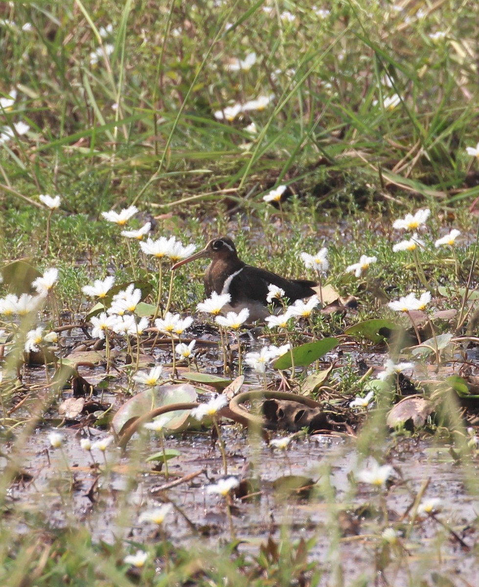 Greater Painted-Snipe - ML647674545