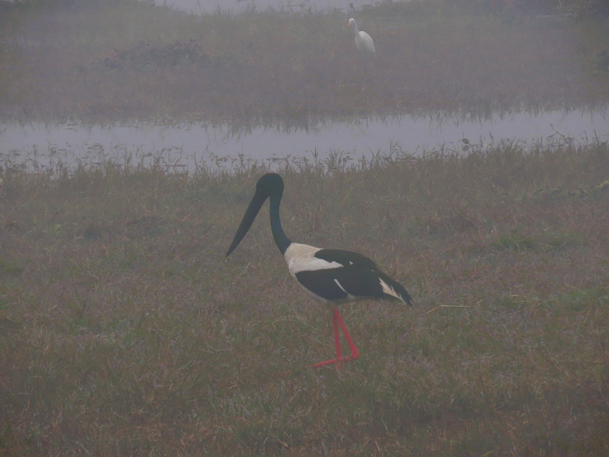 Black-necked Stork - ML647674549
