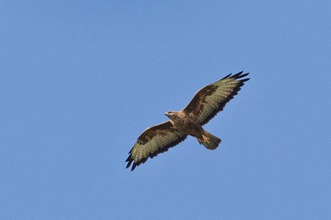 Common Buzzard - ML647674550