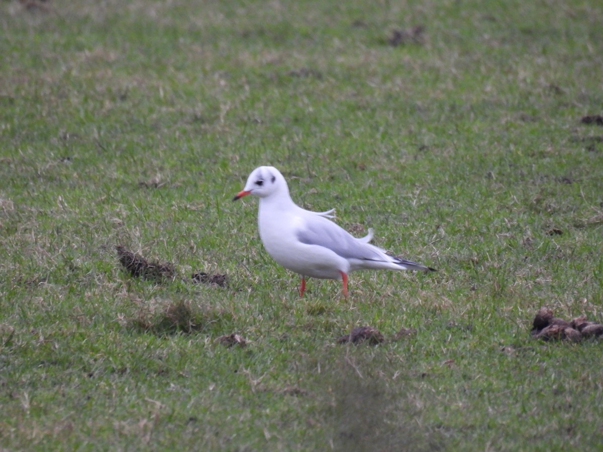 Black-headed Gull - ML647674551