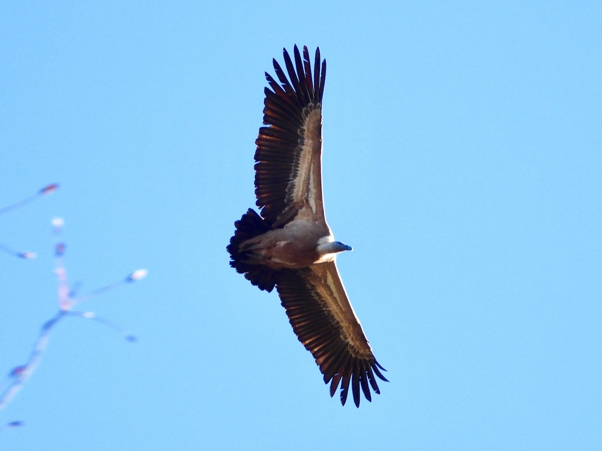 Cinereous Vulture - ML647674552