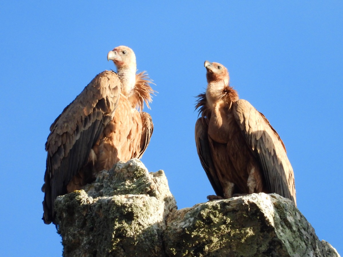 Cinereous Vulture - ML647674553