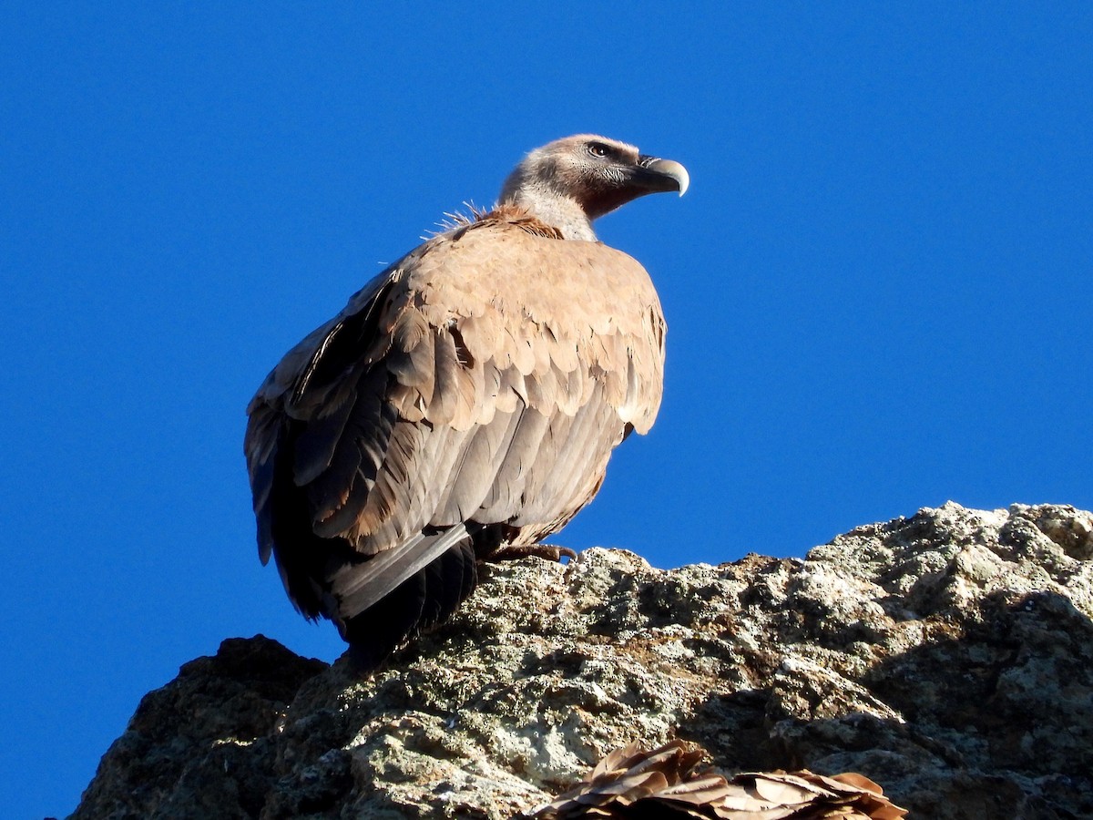 Cinereous Vulture - ML647674554