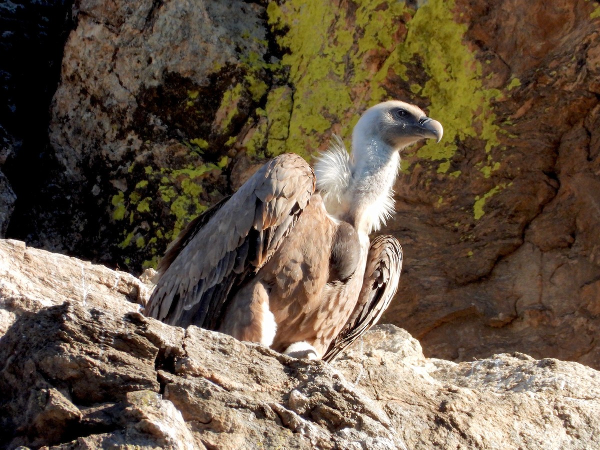 Cinereous Vulture - ML647674555