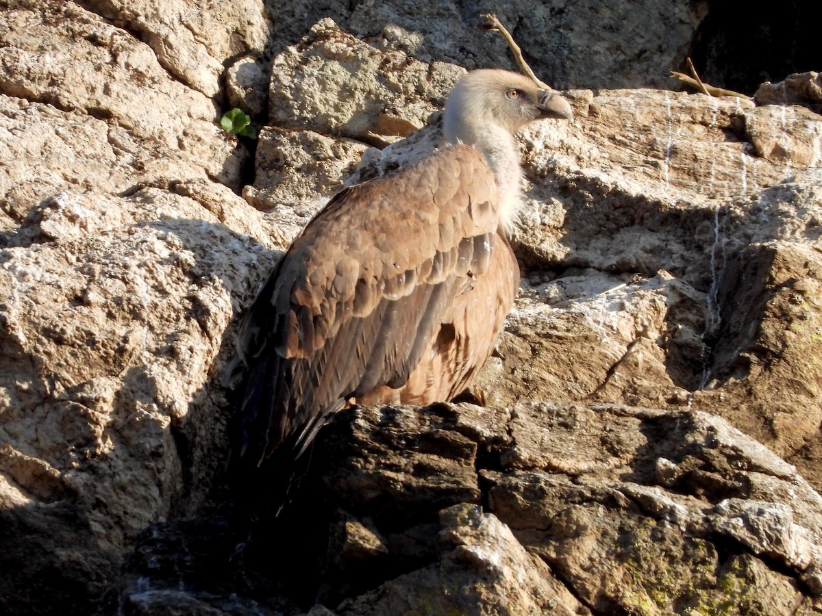 Cinereous Vulture - ML647674556