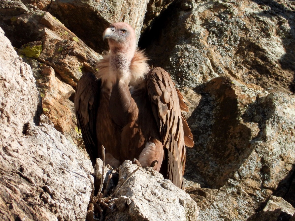 Cinereous Vulture - ML647674557