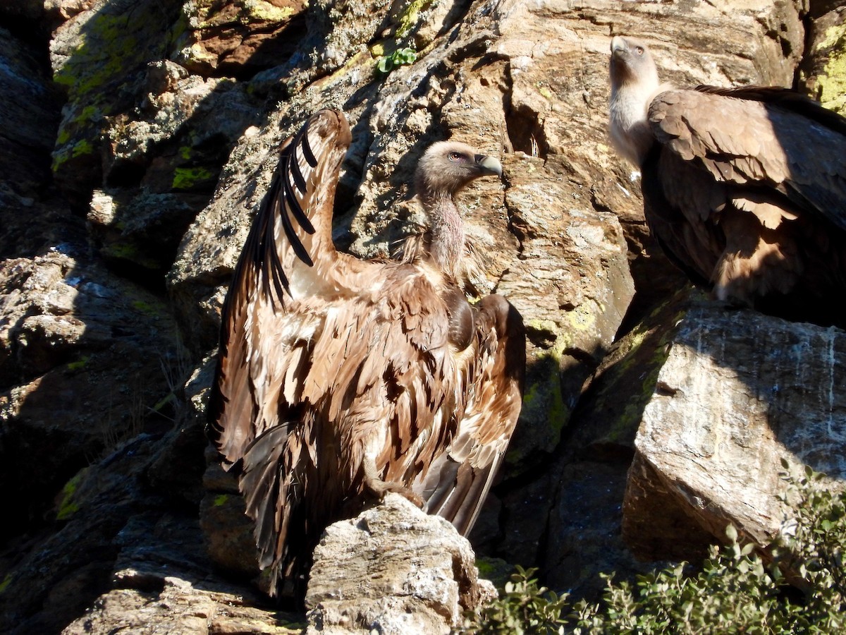 Cinereous Vulture - ML647674559