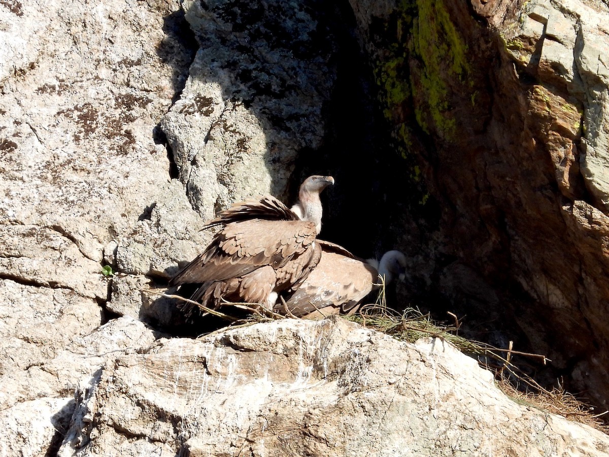 Cinereous Vulture - ML647674560